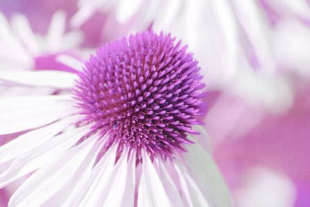 Bild-Nr: 10208561 Sommerblumen Erstellt von: Atteloi