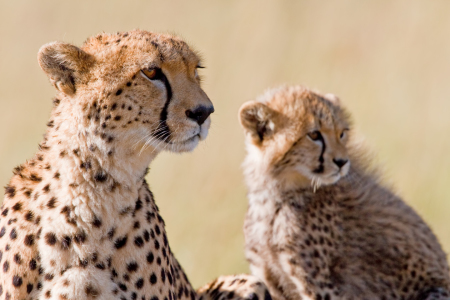 Bild-Nr: 10210253 Mama und ich Erstellt von: Safarifotografie