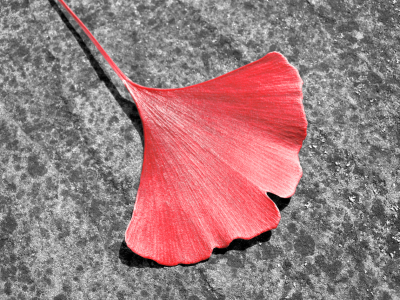 Bild-Nr: 10212415 RED - GINKGO Erstellt von: blackpool