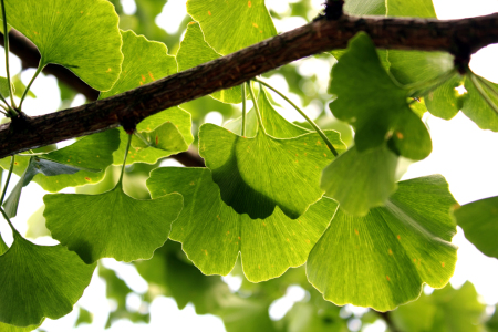 Bild-Nr: 10213777 Ginkgoblätter Erstellt von: blackpool