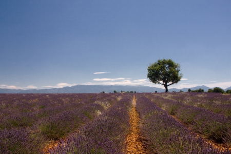 Bild-Nr: 10214219 farben der provence Erstellt von: rokla