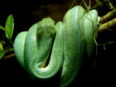 Bild-Nr: 10215443 Grüne Python  Erstellt von: Heike  Hultsch