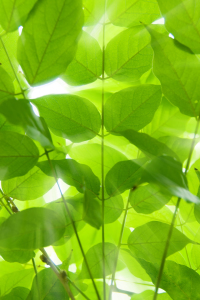 Bild-Nr: 10217519 Green Leaves Erstellt von: Steffen Gierok