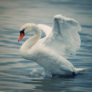 Bild-Nr: 10218283 Swan Erstellt von: FotoDeHRO