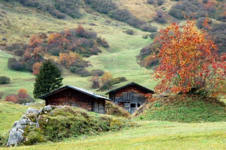 Bild-Nr: 10221921 herbstliche Alm Erstellt von: Bettina Schnittert