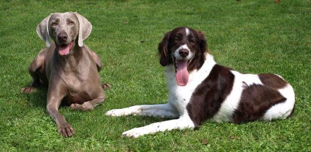 Bild-Nr: 10226195 Chillout Area Erstellt von: Weimaranerandy