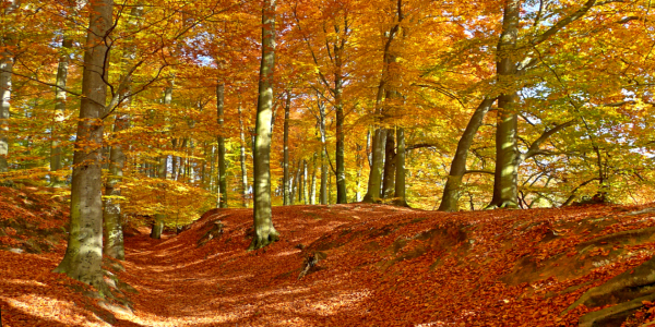 Bild-Nr: 10226337 ___HERBST___ Erstellt von: WildlifePhotography