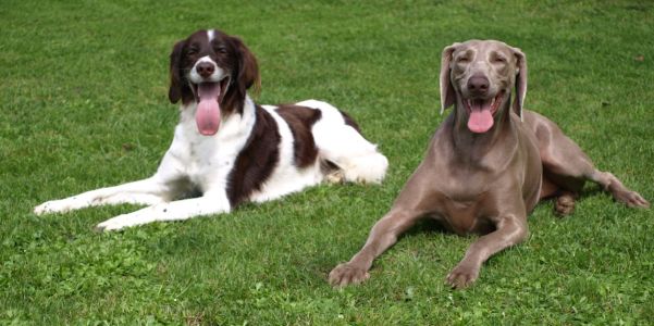 Bild-Nr: 10227013 Zwei Jäger beim Sonnenbaden Erstellt von: Weimaranerandy