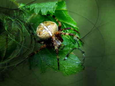 Bild-Nr: 10227047 Spinne Erstellt von: Heike Hultsch