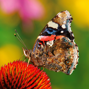 Bild-Nr: 10228905 Butterfly Erstellt von: Atteloi