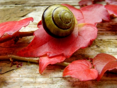 Bild-Nr: 10230179 Herbstimpressionen Erstellt von: Heike  Hultsch