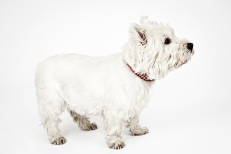 Bild-Nr: 10232731 West Highland White Terrier Erstellt von: Markus Gann