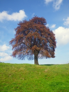 Bild-Nr: 10233659 Sorbus im Herbst Erstellt von: PaulaPanther
