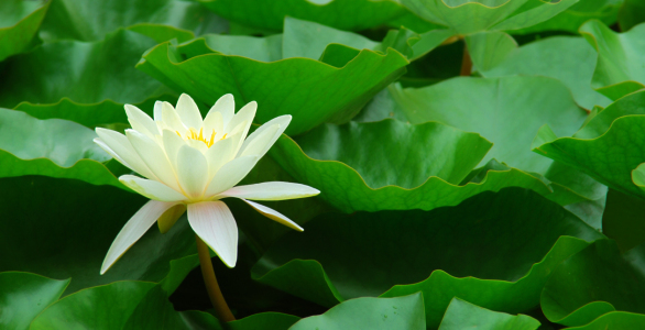 Bild-Nr: 10233755 Seerose Erstellt von: Atteloi