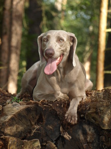 Bild-Nr: 10236167 Jagdpause ... Erstellt von: Weimaranerandy