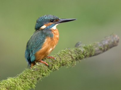 Bild-Nr: 10244527 eisvogel..... Erstellt von: karl-j. gramann