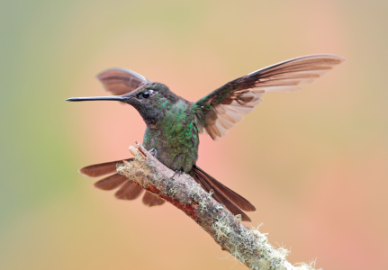 Bild-Nr: 10244845 Violettkron-Brilliantkolibri Erstellt von: Jalil