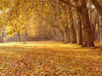 Bild-Nr: 10245161 Goldener Herbst Erstellt von: ursand