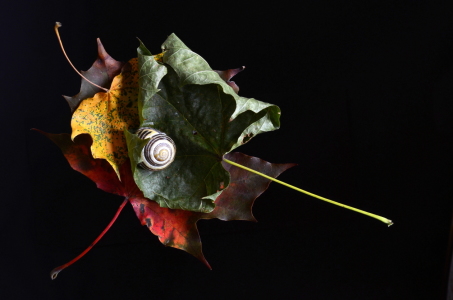 Bild-Nr: 10246295 Herbst Erstellt von: Rolf Eschbach