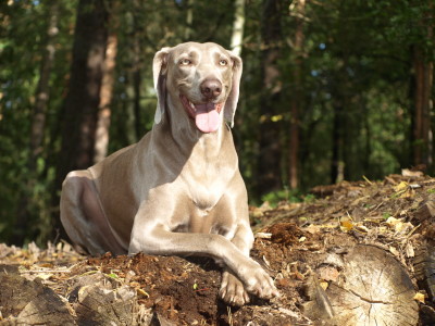 Bild-Nr: 10247643 Chillen im Wald Erstellt von: Weimaranerandy