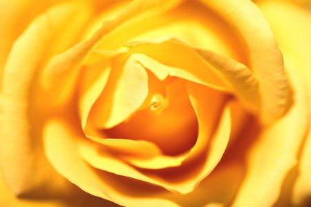 Bild-Nr: 10249925 Yellow Rose Erstellt von: FotoDeHRO