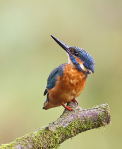 Bild-Nr: 10250985 Eisvogel II (ALCEDO ATTHIS)...... Erstellt von: karl-j. gramann