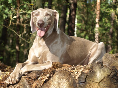 Bild-Nr: 10252105 Verschnaufpause im Wald Erstellt von: Weimaranerandy