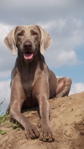 Bild-Nr: 10253391 Perfekter Untergrund zur Tarnung Erstellt von: Weimaranerandy