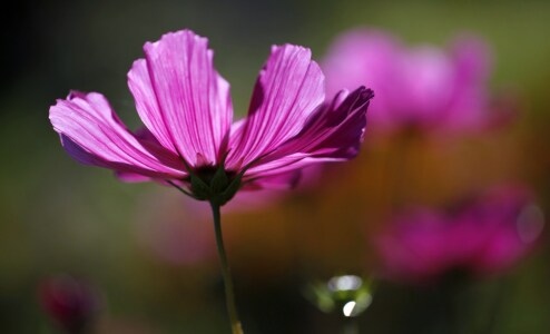 Bild-Nr: 10256979 Cosmea im Abendlicht Erstellt von: Renate Knapp