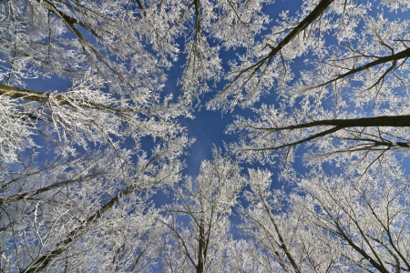 Bild-Nr: 10257777 Wintermärchen Erstellt von: Günter Borgmann