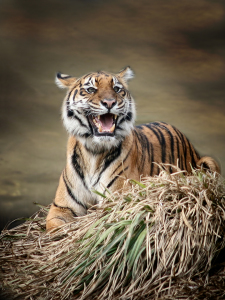 Bild-Nr: 10258817 Tiger Erstellt von: schiwa-rose