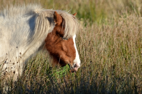 Bild-Nr: 10259033 Mein Nimmersatt Erstellt von: Ostfriese