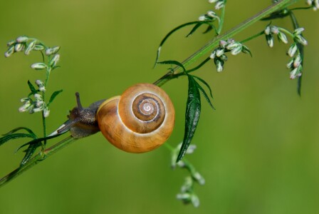 Bild-Nr: 10260455 Schnecke  Erstellt von: Atteloi