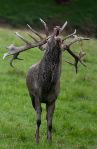 Bild-Nr: 10262515 Hirsch_in_der_Brunft_6 Erstellt von: pixelschmied