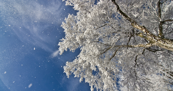 Bild-Nr: 10262683 Wintermärchen IV Erstellt von: Günter Borgmann