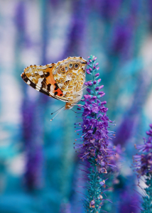 Bild-Nr: 10263271 Schmetterling Erstellt von: Atteloi