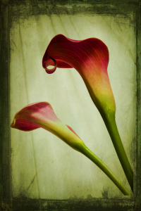 Bild-Nr: 10263465 Calla Erstellt von: Anja Peschel