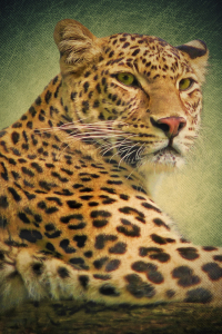 Bild-Nr: 10263981 Leopard Erstellt von: Angela  Dölling