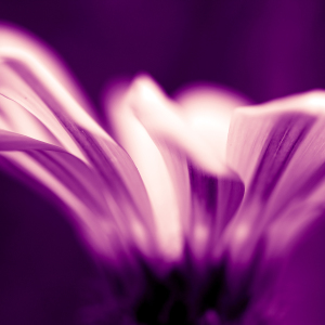 Bild-Nr: 10265575 Kapkörbchen VI violett Erstellt von: dresdner