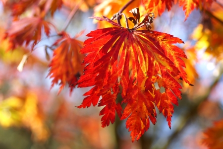 Bild-Nr: 10266773 Red Leaf Erstellt von: youhaveadream