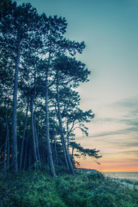 Bild-Nr: 10267923 Trees on the Beach Erstellt von: FotoDeHRO