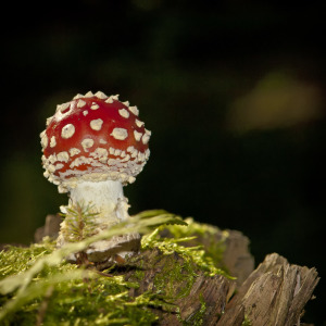 Bild-Nr: 10269763 Fliegenpilz QU Erstellt von: cindys