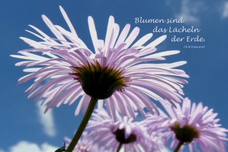 Bild-Nr: 10273773 Blumen sind... Erstellt von: youhaveadream