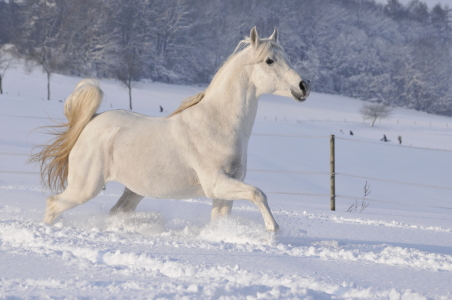 Bild-Nr: 10276891 Wintermärchen Erstellt von: NiKu