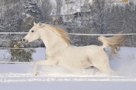 Bild-Nr: 10276899 Schnee-Spaß Erstellt von: NiKu