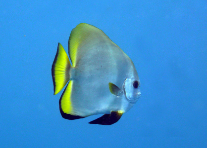 Bild-Nr: 10281053 Fledermausfisch Erstellt von: Anja Schäfer