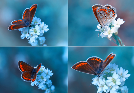 Bild-Nr: 10285349 Sommer Erstellt von: Atteloi