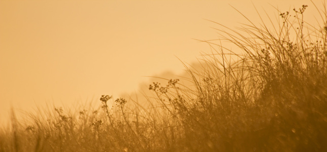 Bild-Nr: 10288993 Sonnenaufgang in den Dünen Erstellt von: Stephanie Stephanie Dannecker