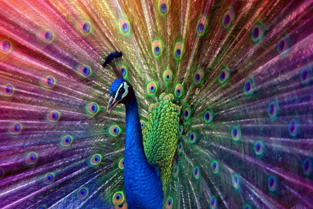 Bild-Nr: 10289291 peacock Erstellt von: hannes cmarits