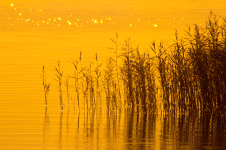 Bild-Nr: 10292173 Schilf im Sonnenaufgang Erstellt von: Stephanie Stephanie Dannecker